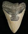 Bargain Megalodon Shark Tooth #6655-1